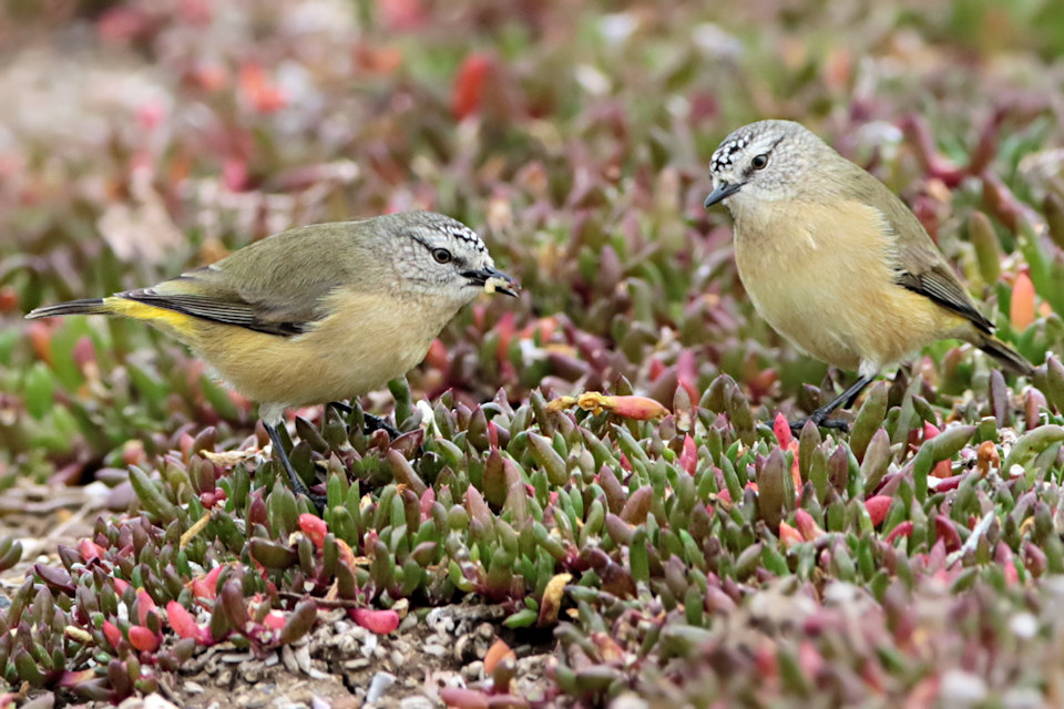 Yellow-rumped Thornbill (Acanthiza chrysorrhoa)